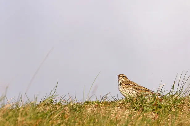 Wiesenpieper