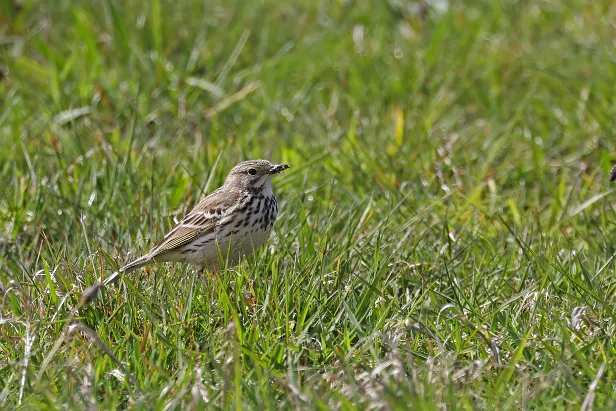 Wiesenpieper