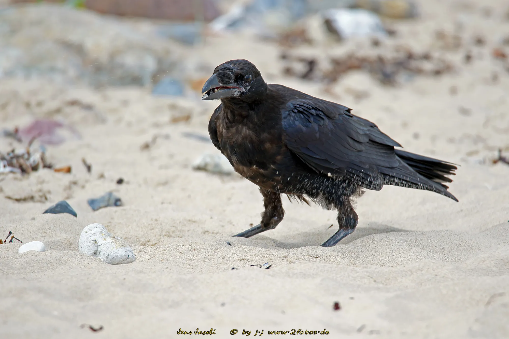 Kolkrabe Corvus corax