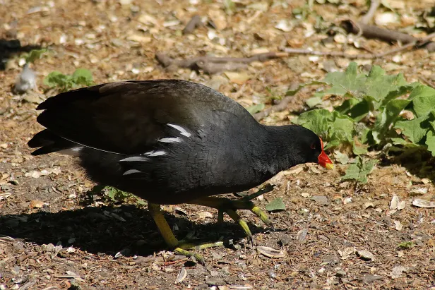 Teichhuhn