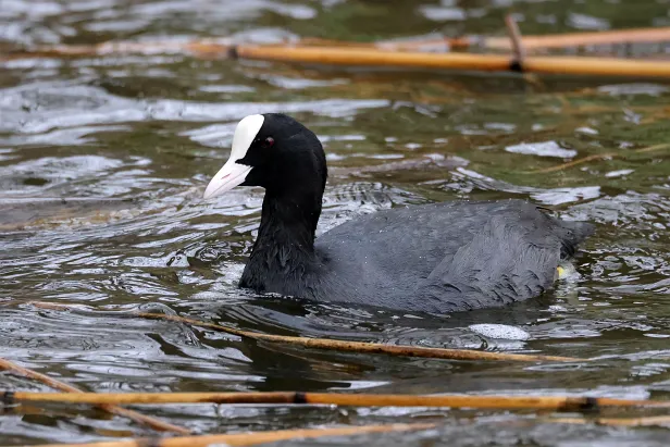 Blässhuhn Fulica atra