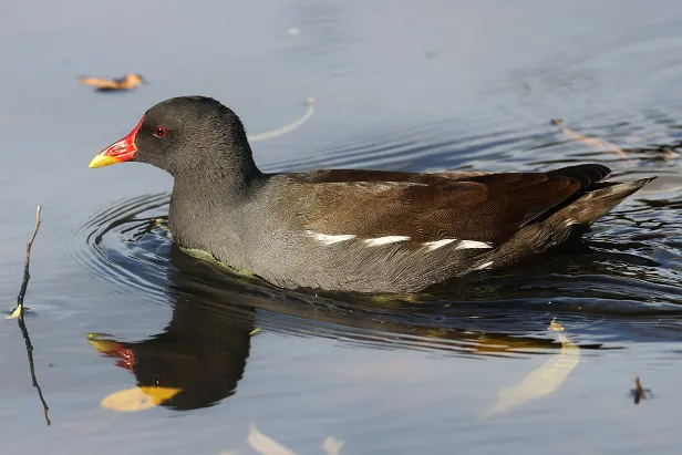 Teichhuhn