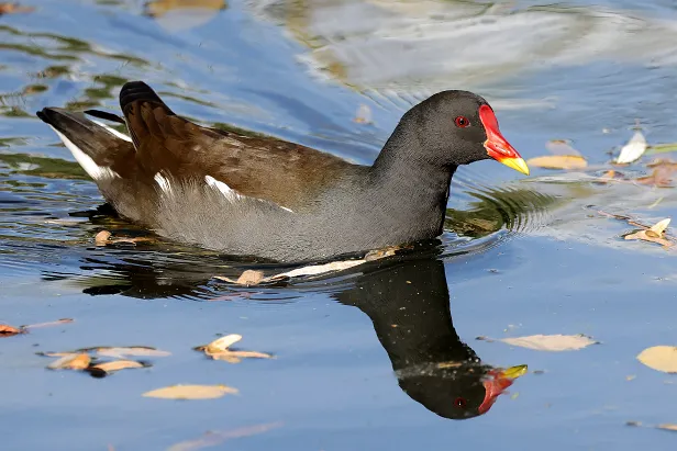 Teichhuhn