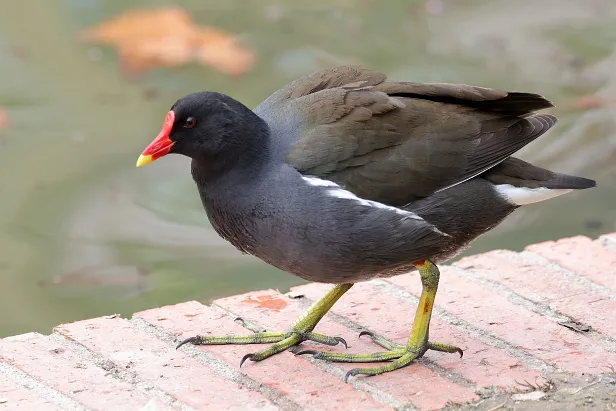 Teichhuhn