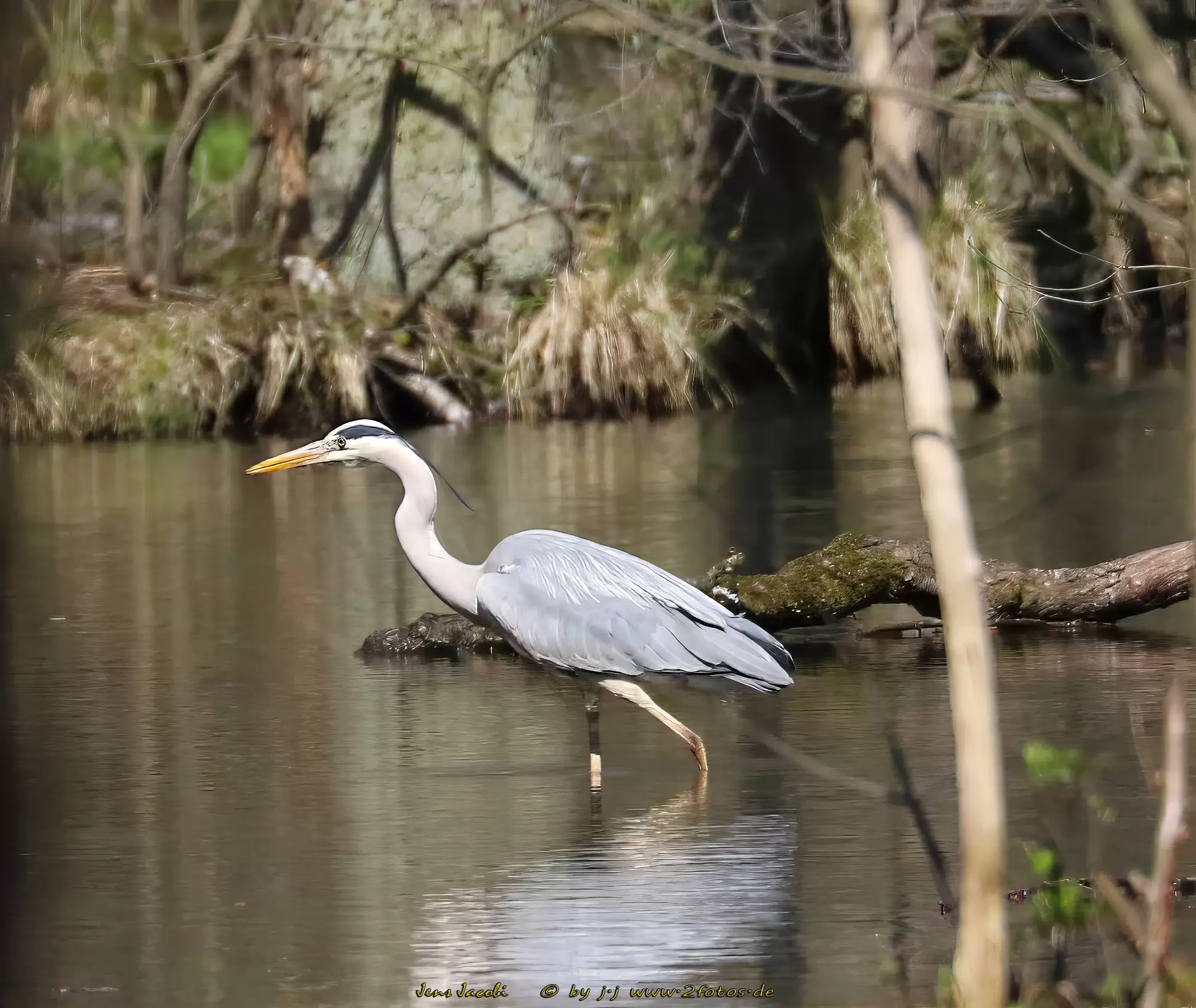 Graureiher Ardea cinerea