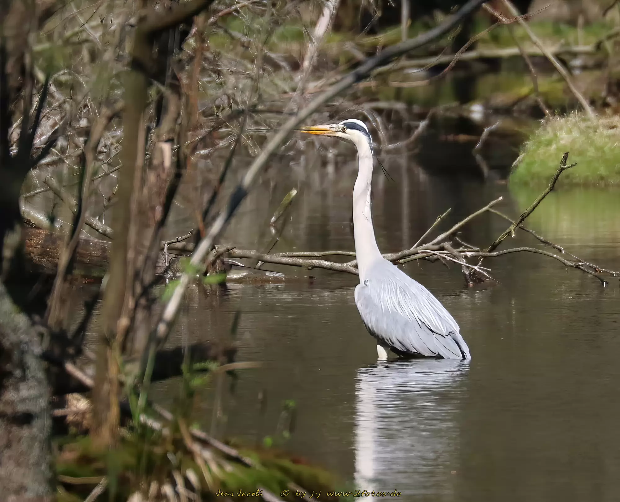Graureiher Ardea cinerea