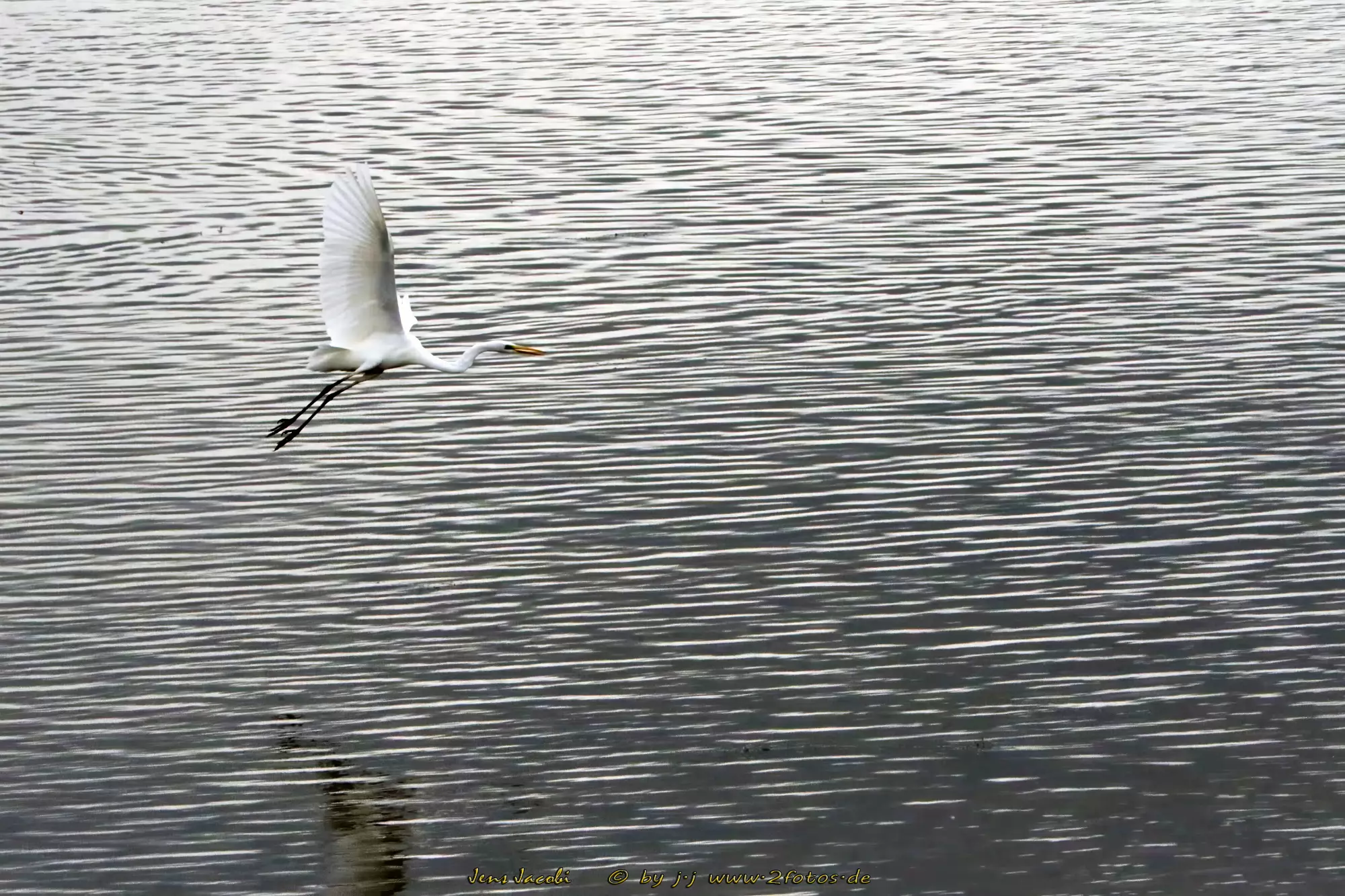 Silberreiher Casmerodius albus