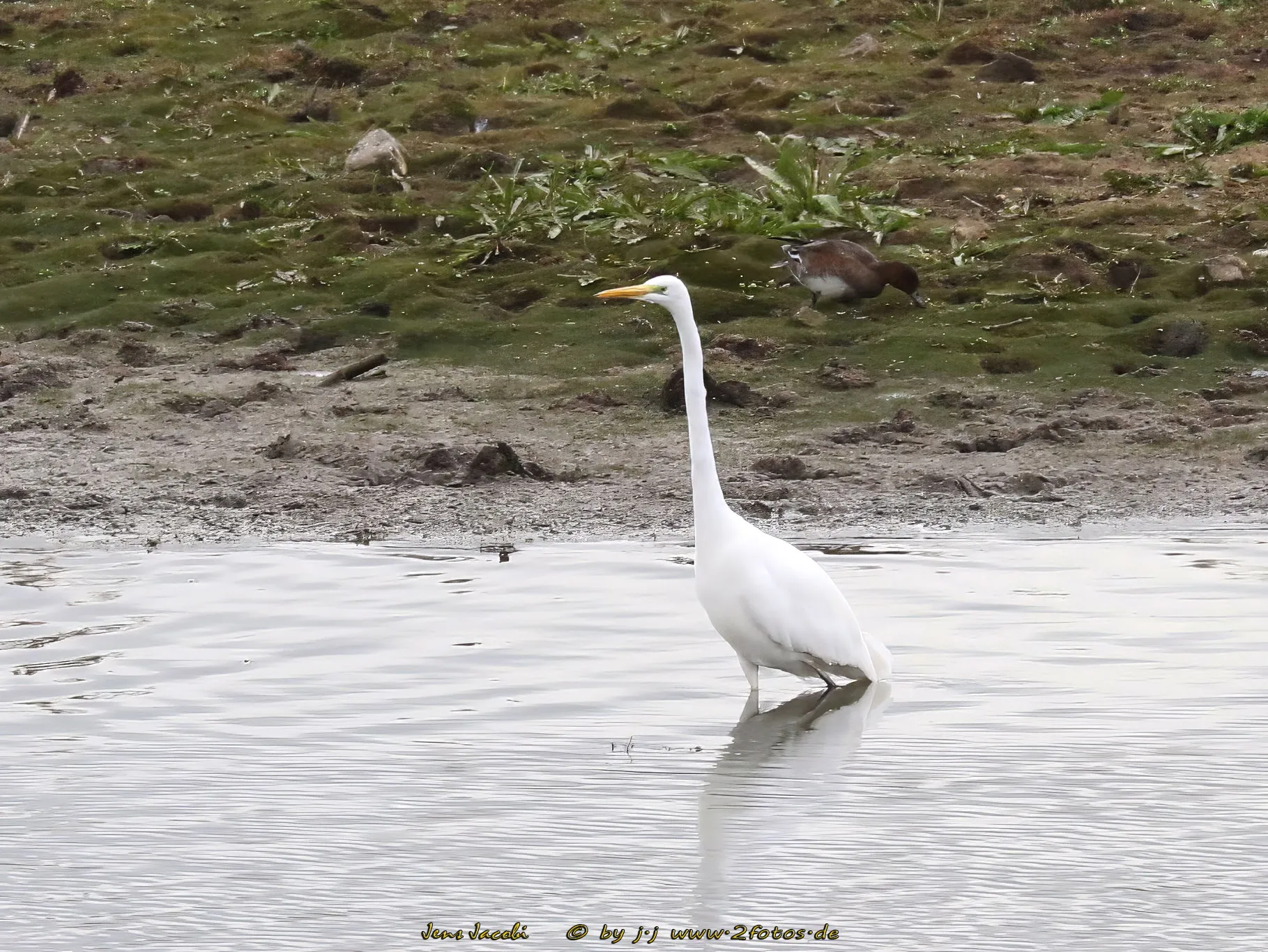 Silberreiher Casmerodius albus