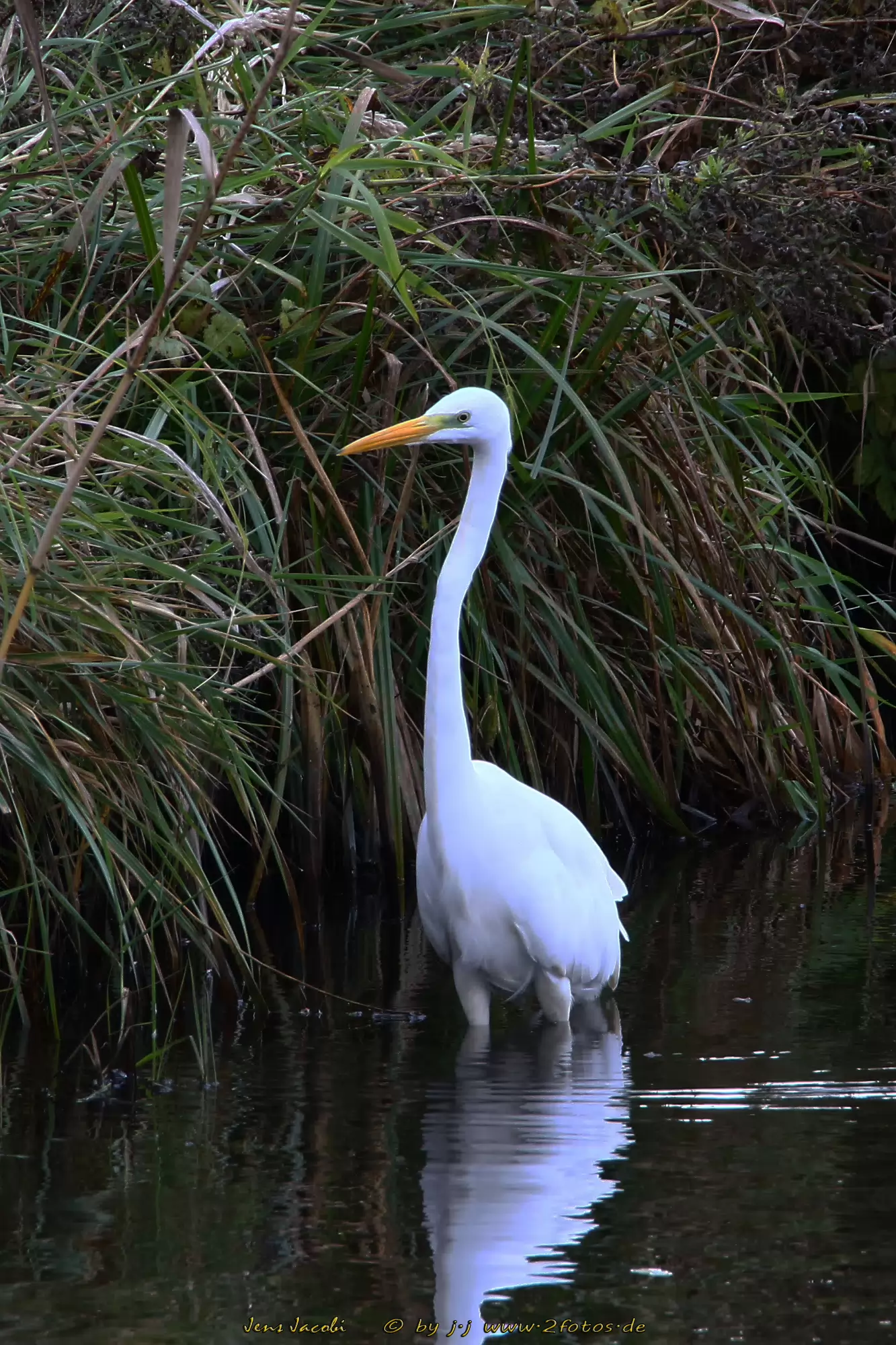 Silberreiher Casmerodius albus