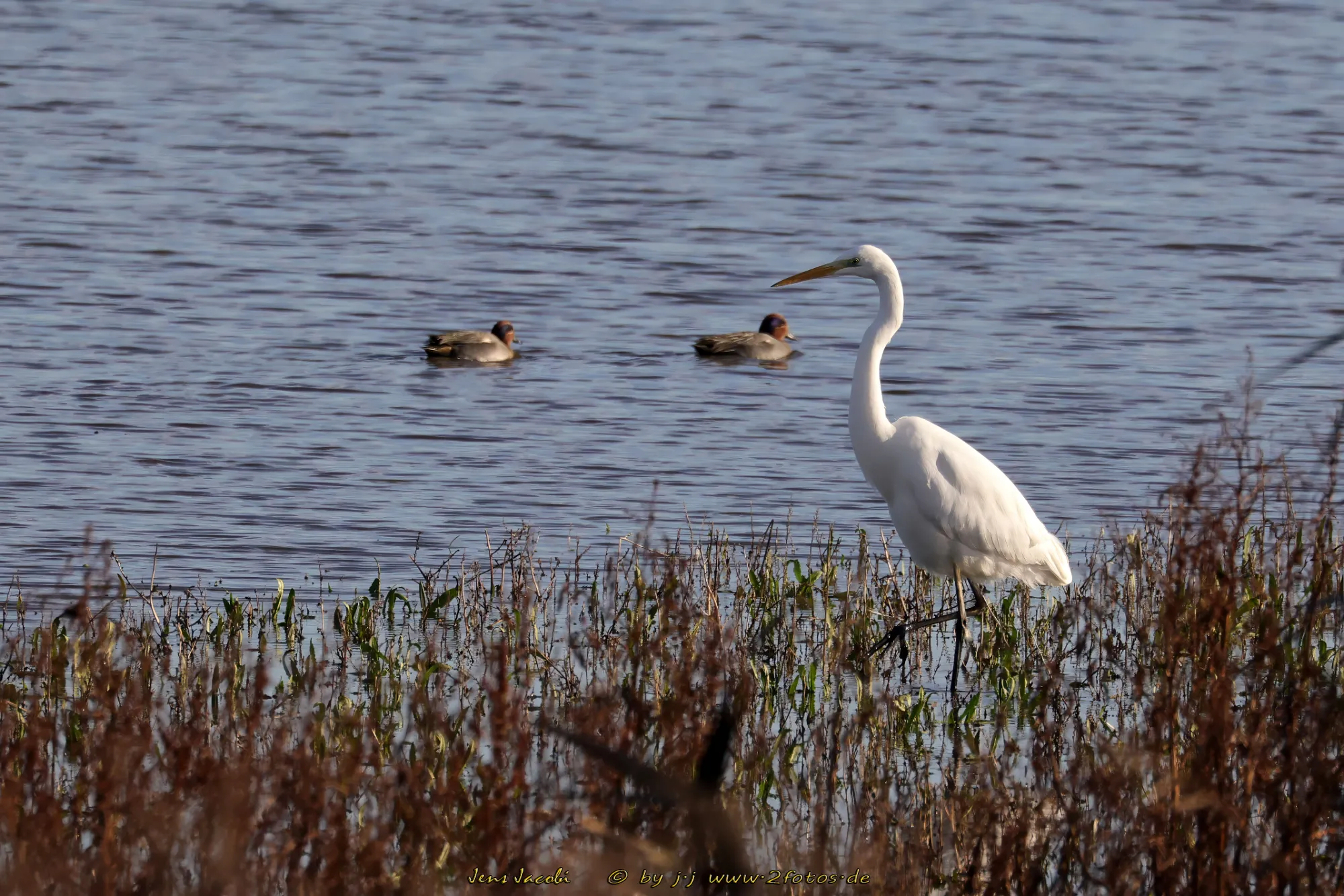 Silberreiher Casmerodius albus