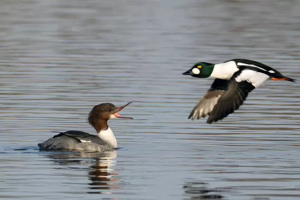 Gänsesäger ♀ und Schellente