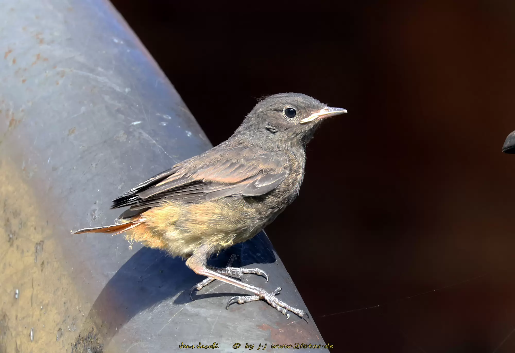 Hausrotschwanz Phoenicurus ochruros