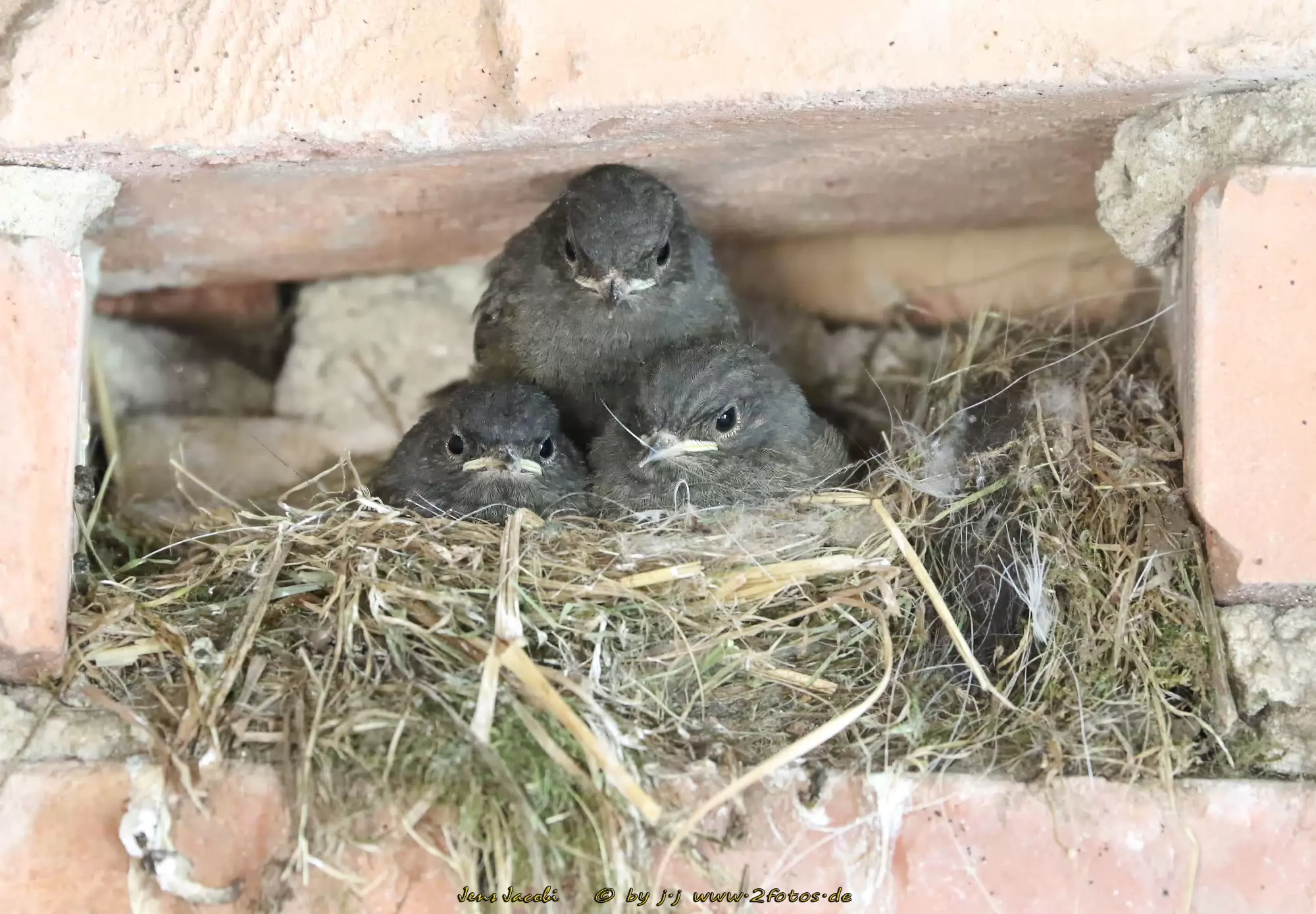 Hausrotschwanz Phoenicurus ochruros