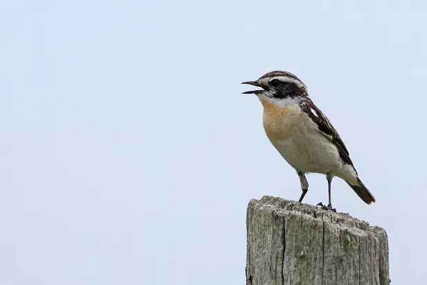 Braunkehlchen