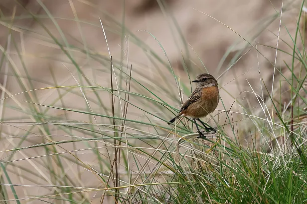 Schwarzkehlchen ♀