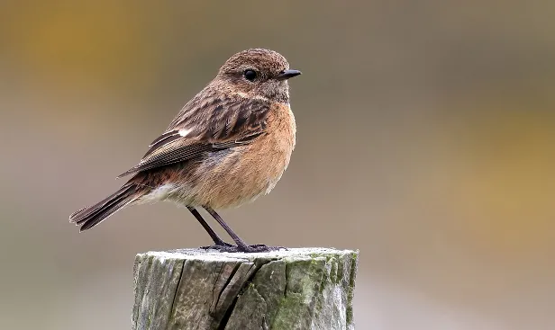 Schwarzkehlchen ♀