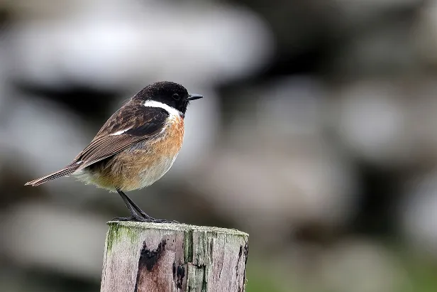 Schwarzkehlchen ♂