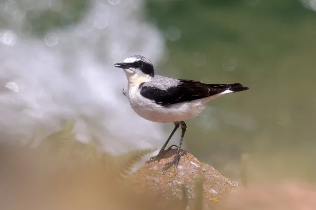 Steinschmätzer ♂