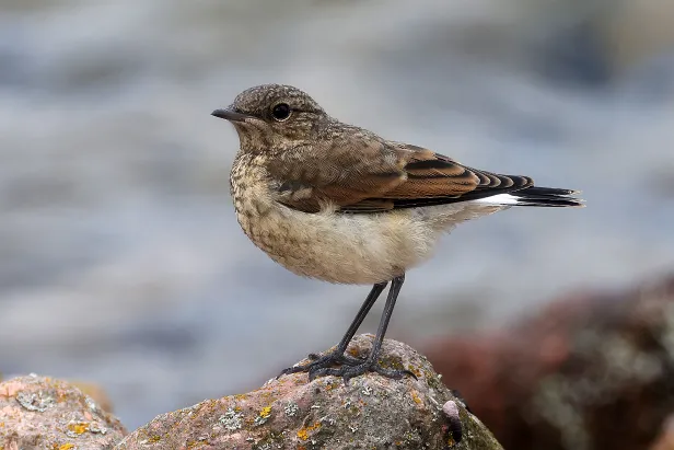 Steinschmätzer ♀