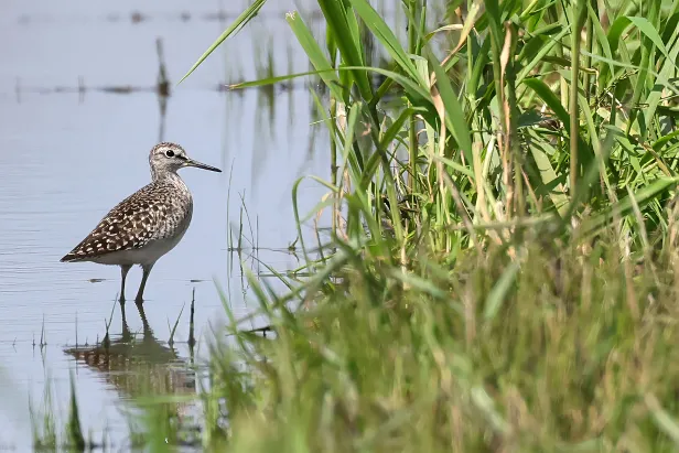 Bruchwasserläufer