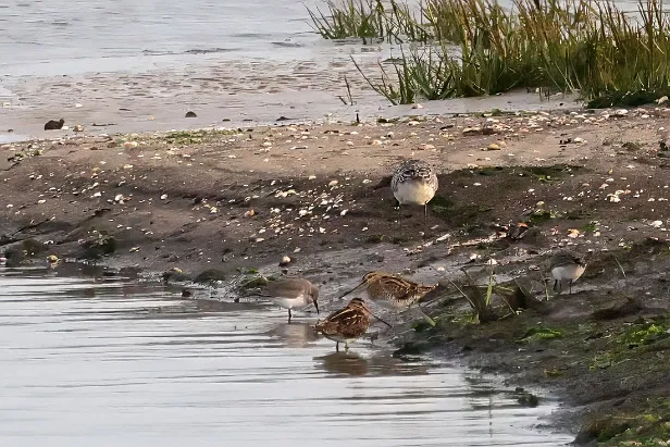 Bekassinen u. Alpenstrandläufer Gallinago gallinago u. Calidris alpina