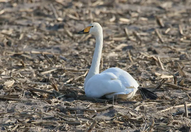 Singschwan