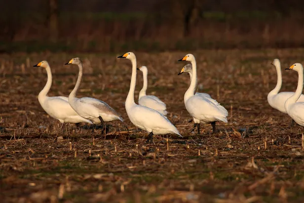 Singschwan