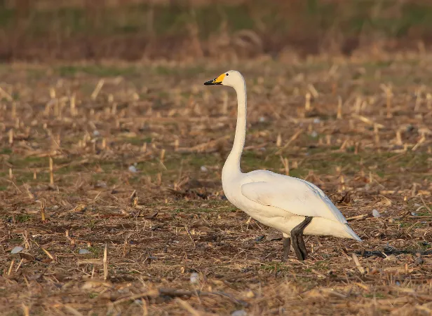 Singschwan