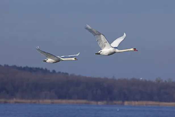 Höckerschwan