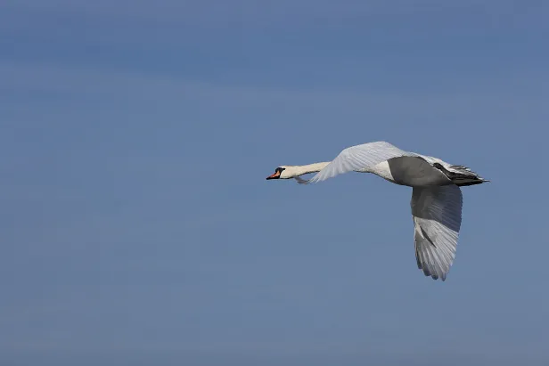 Höckerschwan