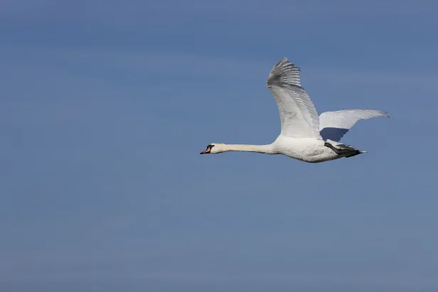 Höckerschwan