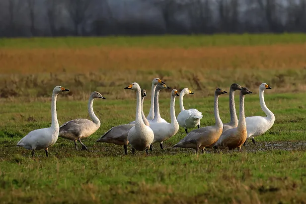 Singschwan