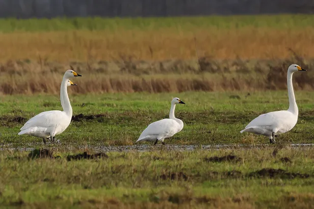 Zwergschwan zwischen Singschwänen