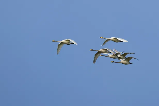 Singschwan ${LG} ${LP} ${GDescription}