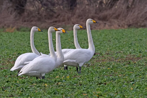 Singschwan ${LG} ${LP} ${GDescription}