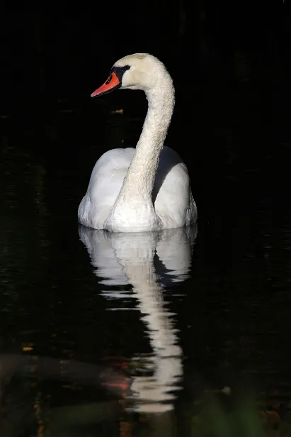 Höckerschwan