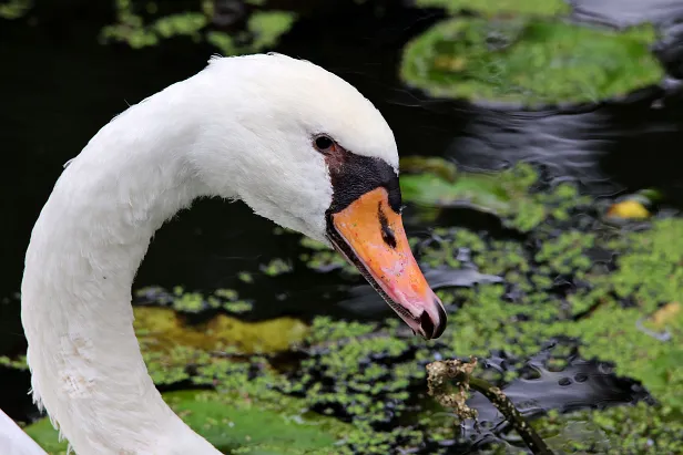 Höckerschwan