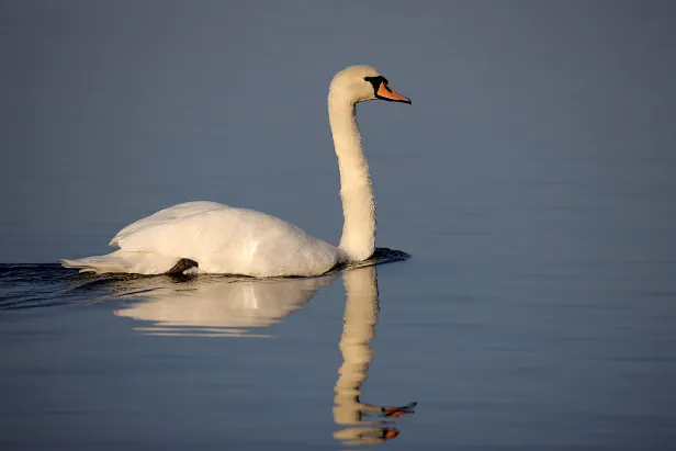 Höckerschwan