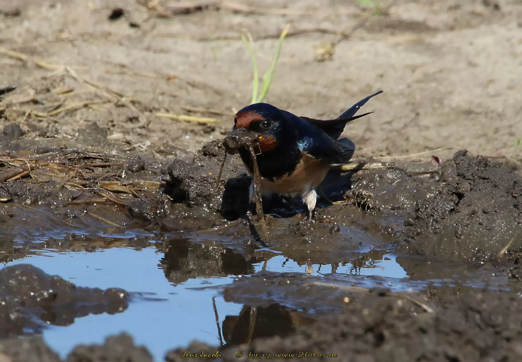 Rauchschwalbe Hirundo rustica