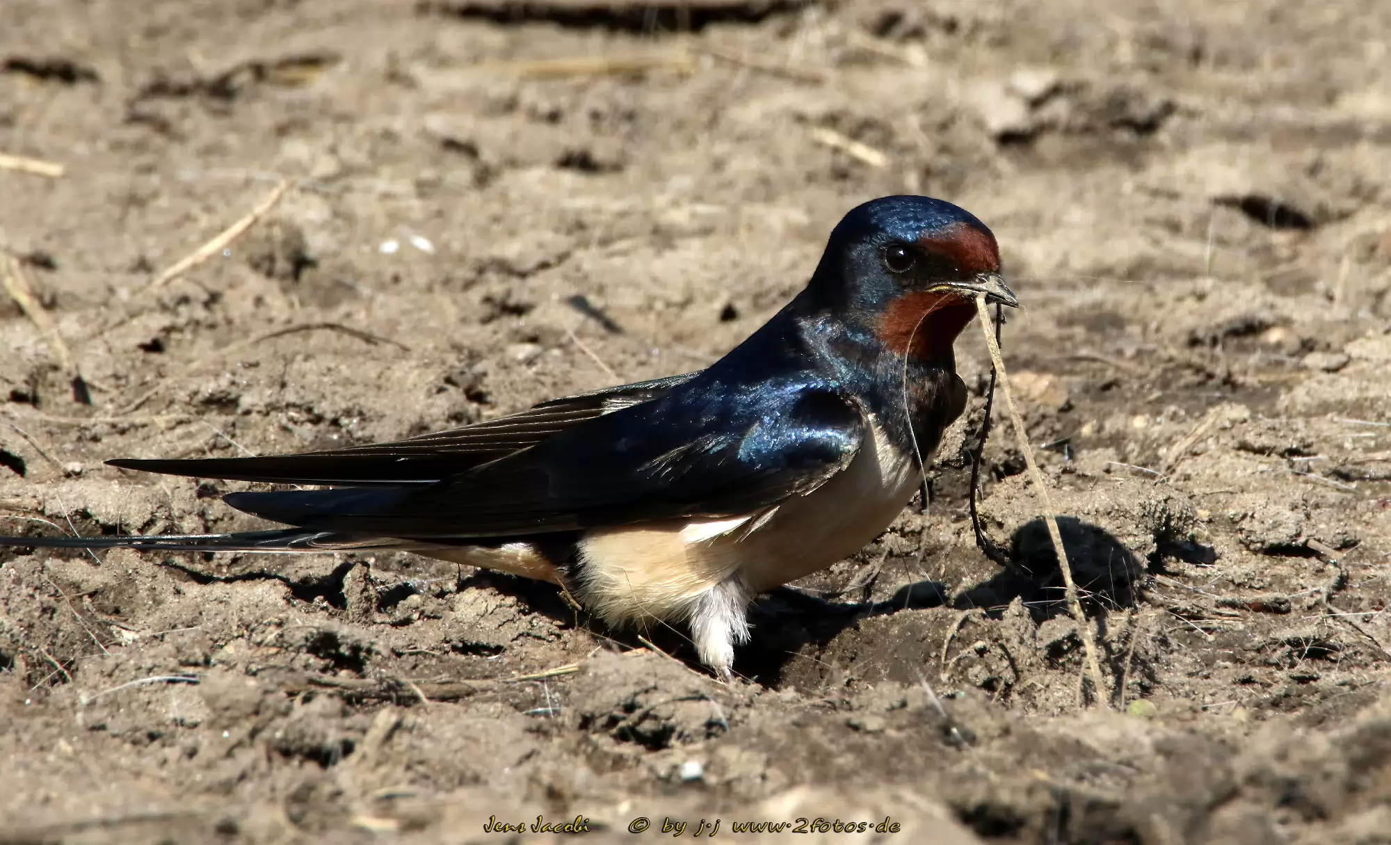 Rauchschwalbe Hirundo rustica