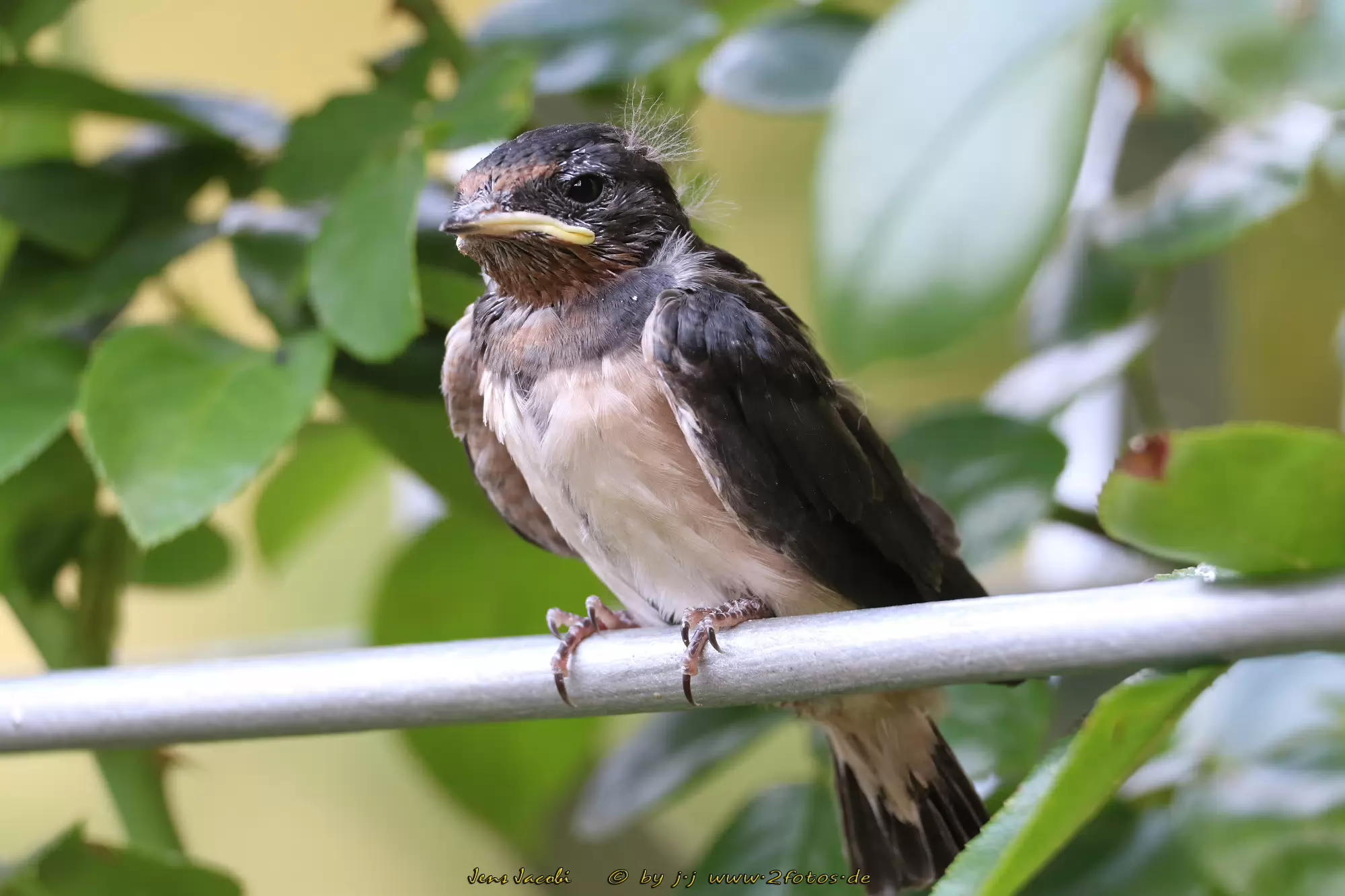 Rauchschwalbe Hirundo rustica - Jungtier