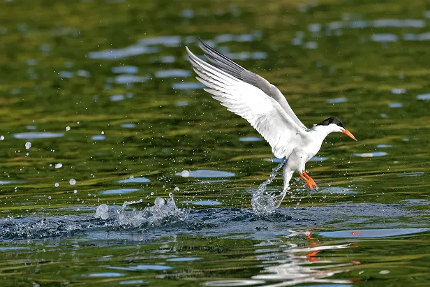 Flussseeschwalbe