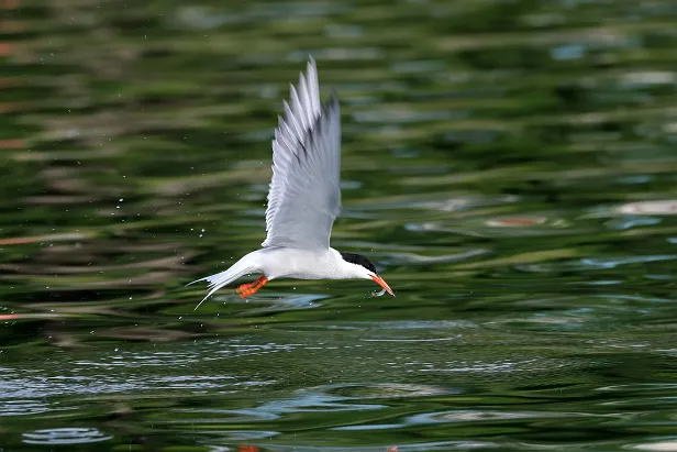 Flussseeschwalbe