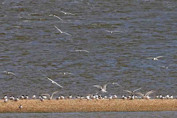 Brandseeschwalbe Prins Hendrikzanddijk