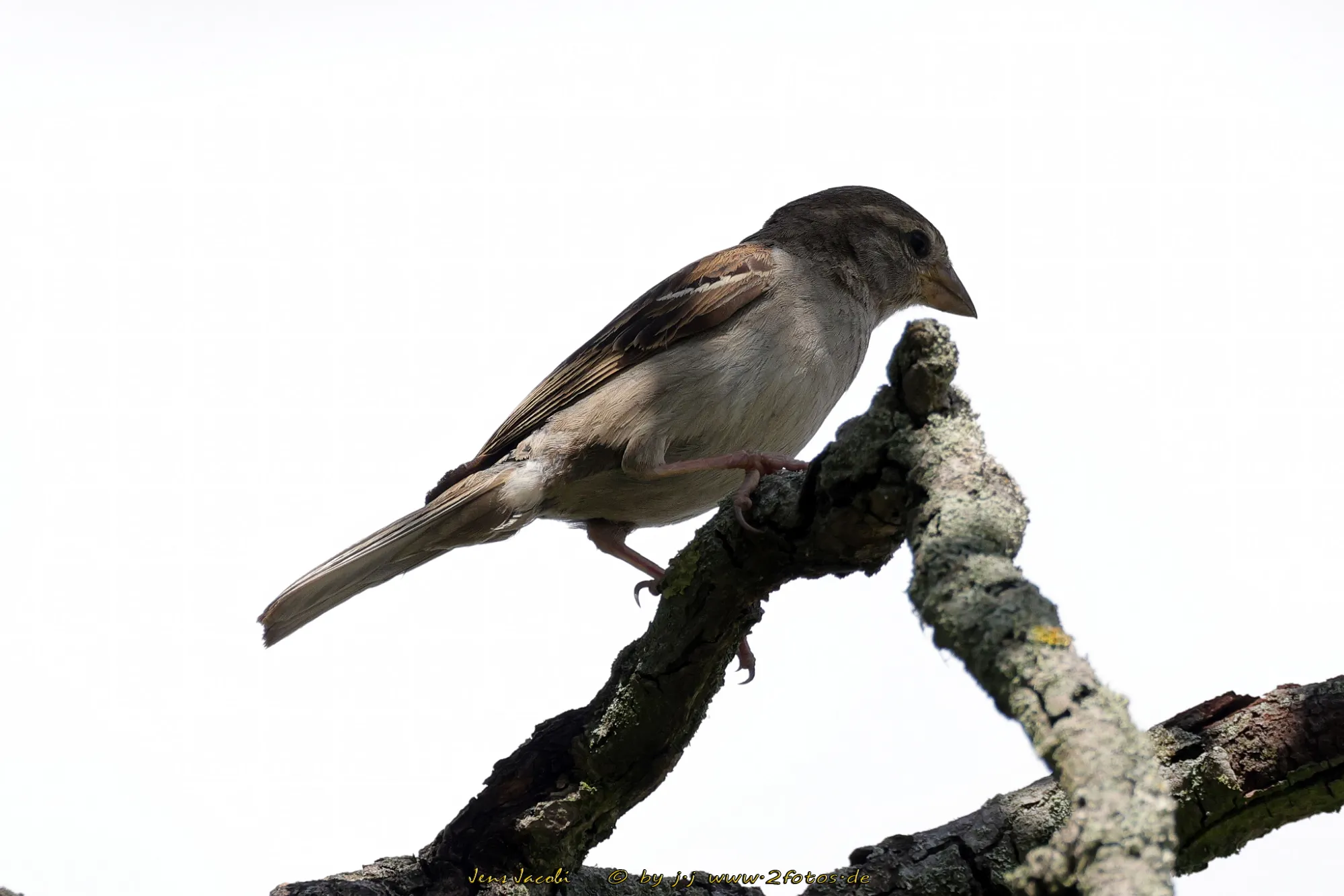 Feldsperling 