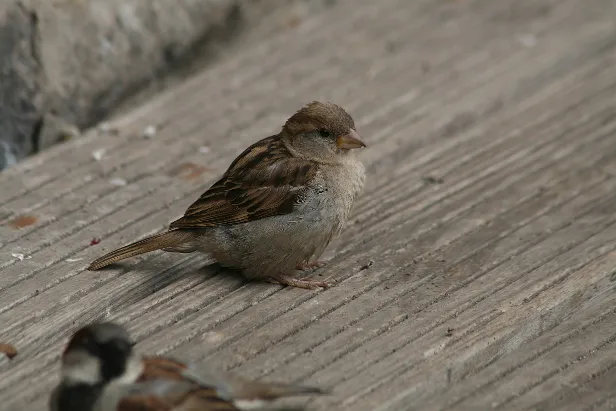 Haussperling Passer domesticus