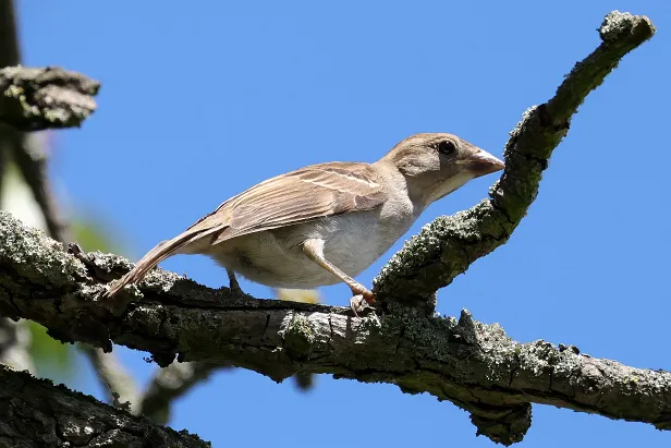 Feldsperling Sommerweide