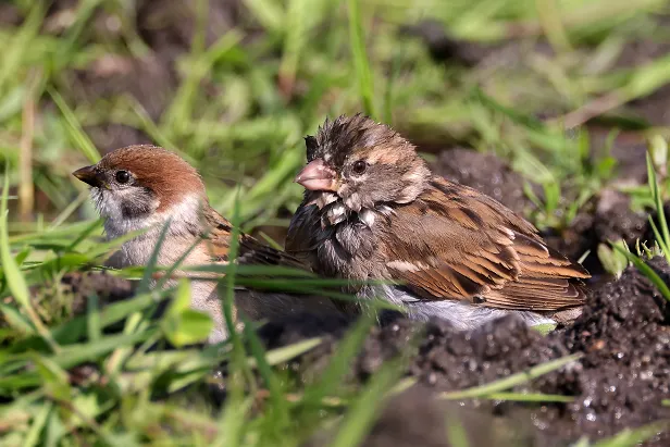 Haussperling Sommerweide