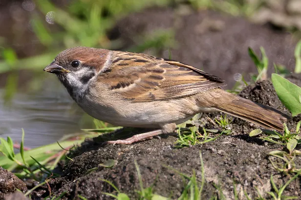 Haussperling Sommerweide