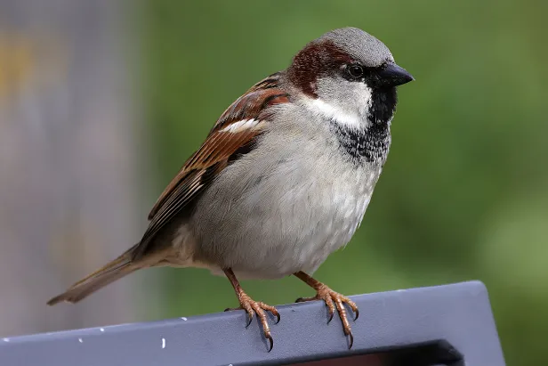 Haussperling